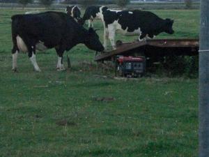 Cows at the gennie